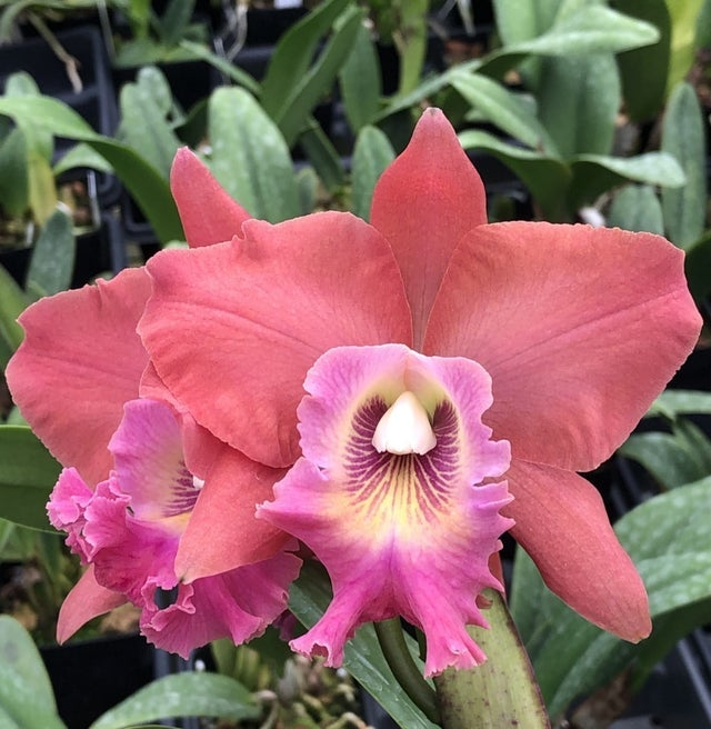 111 タケノコラン　Clowesia 'Queen Canon (OG) Cattleya Alliance: Rlc. Haruko Kanzaki 'Volcano Queen' – La